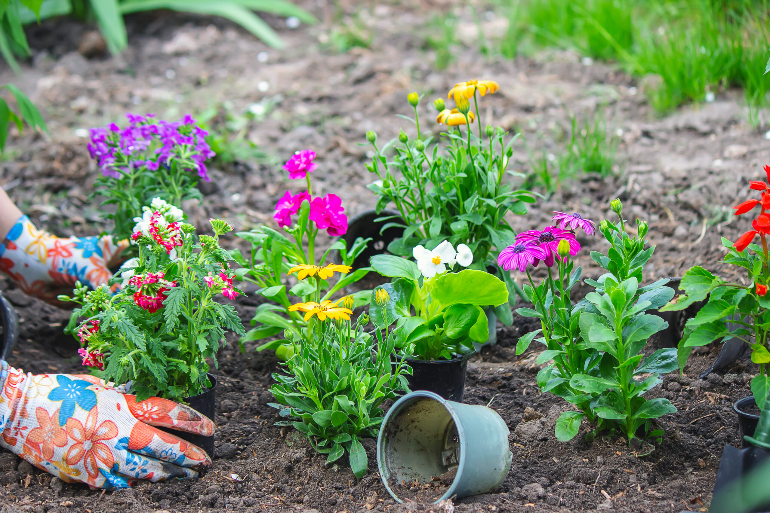 Tree and garden care in New York