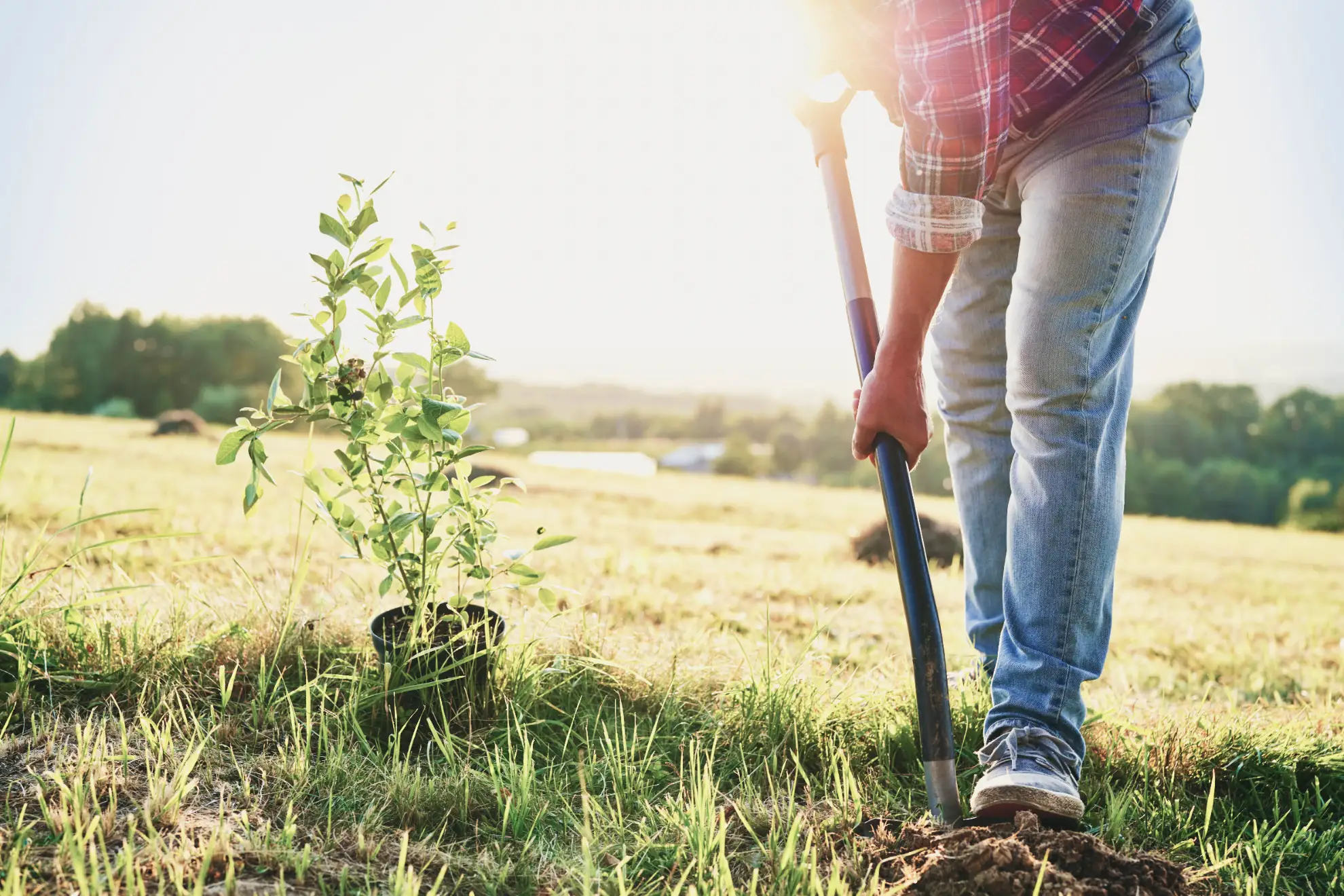Tree planting service in New York