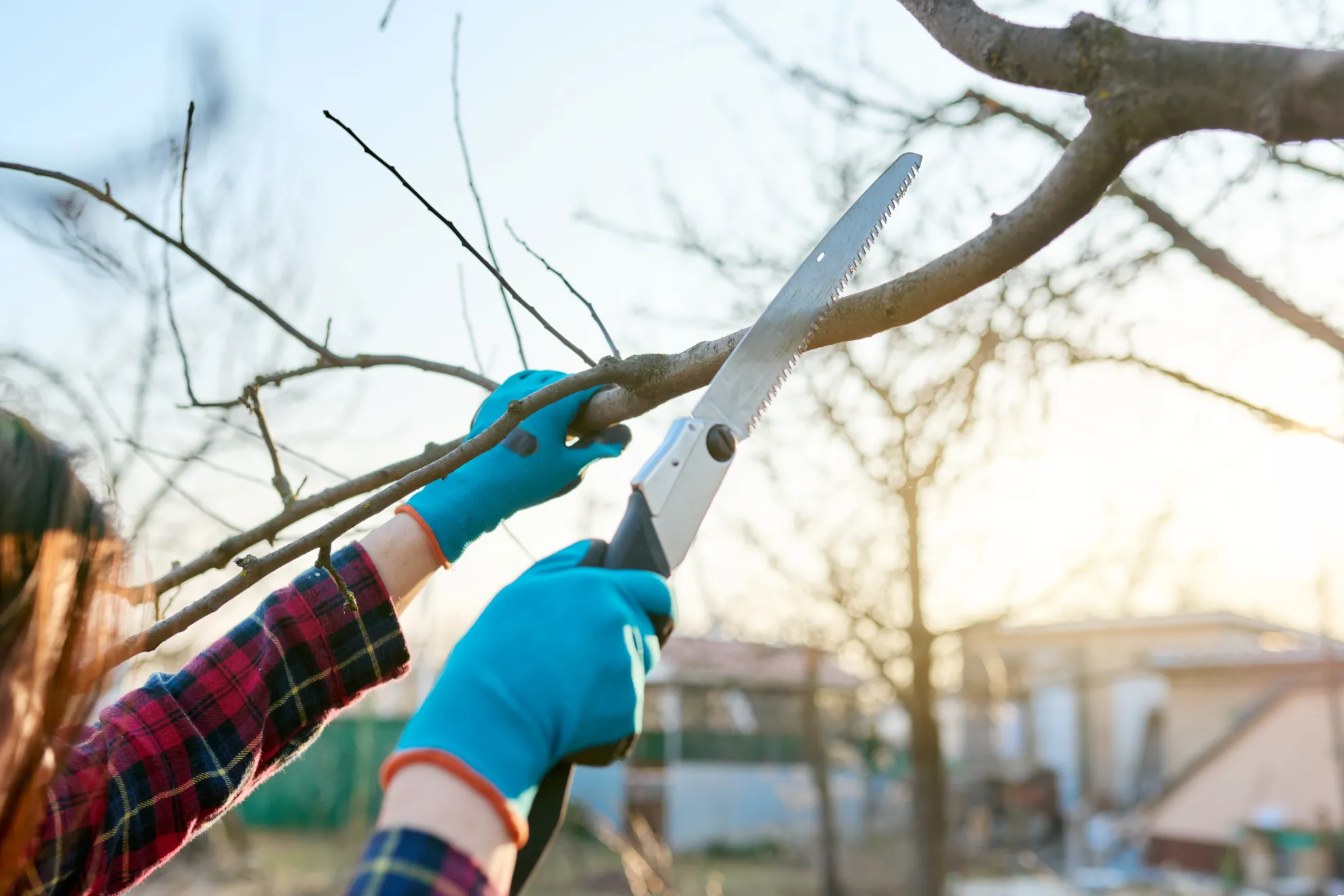 Tree pruning service in New York