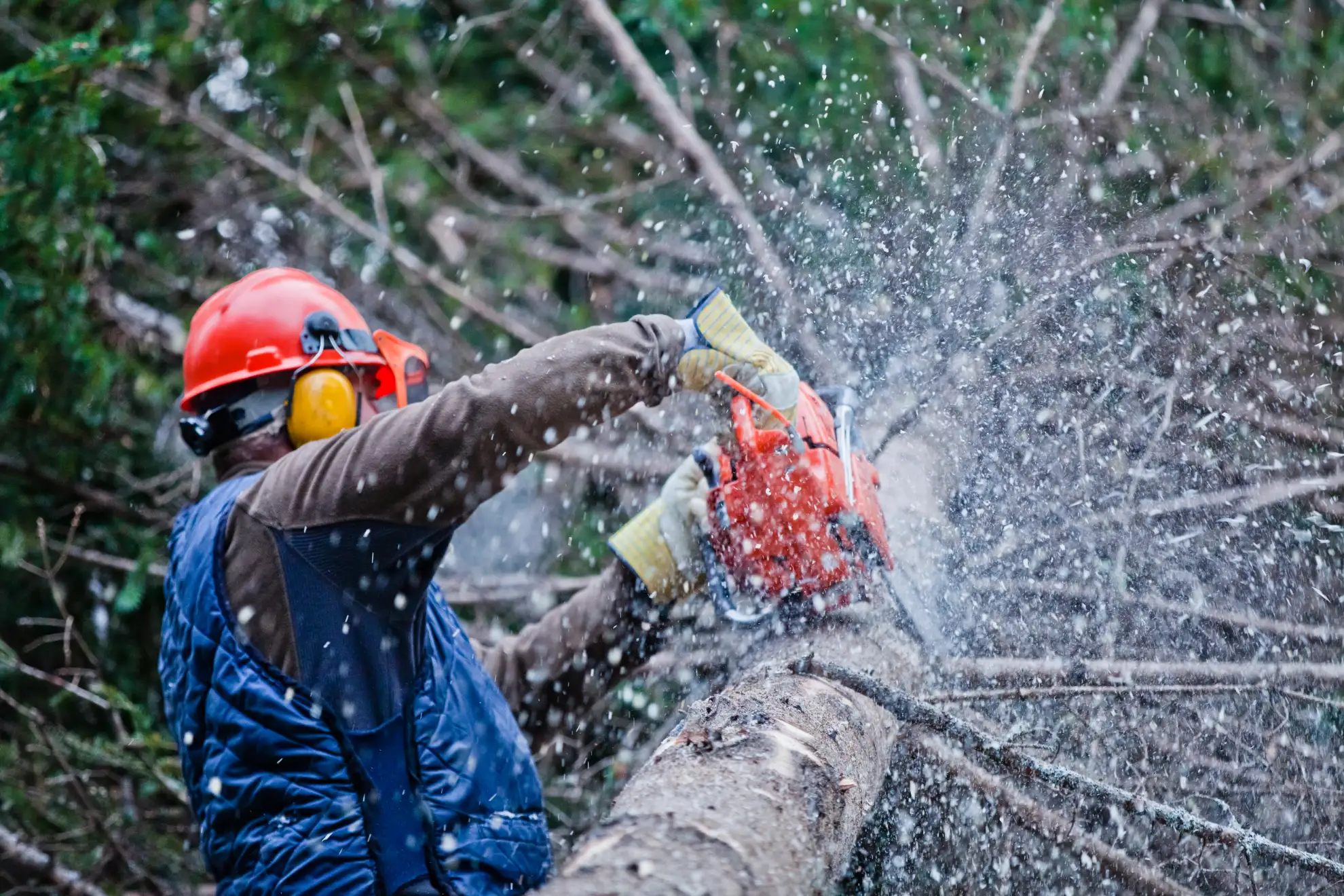 Tree removal service in New York
