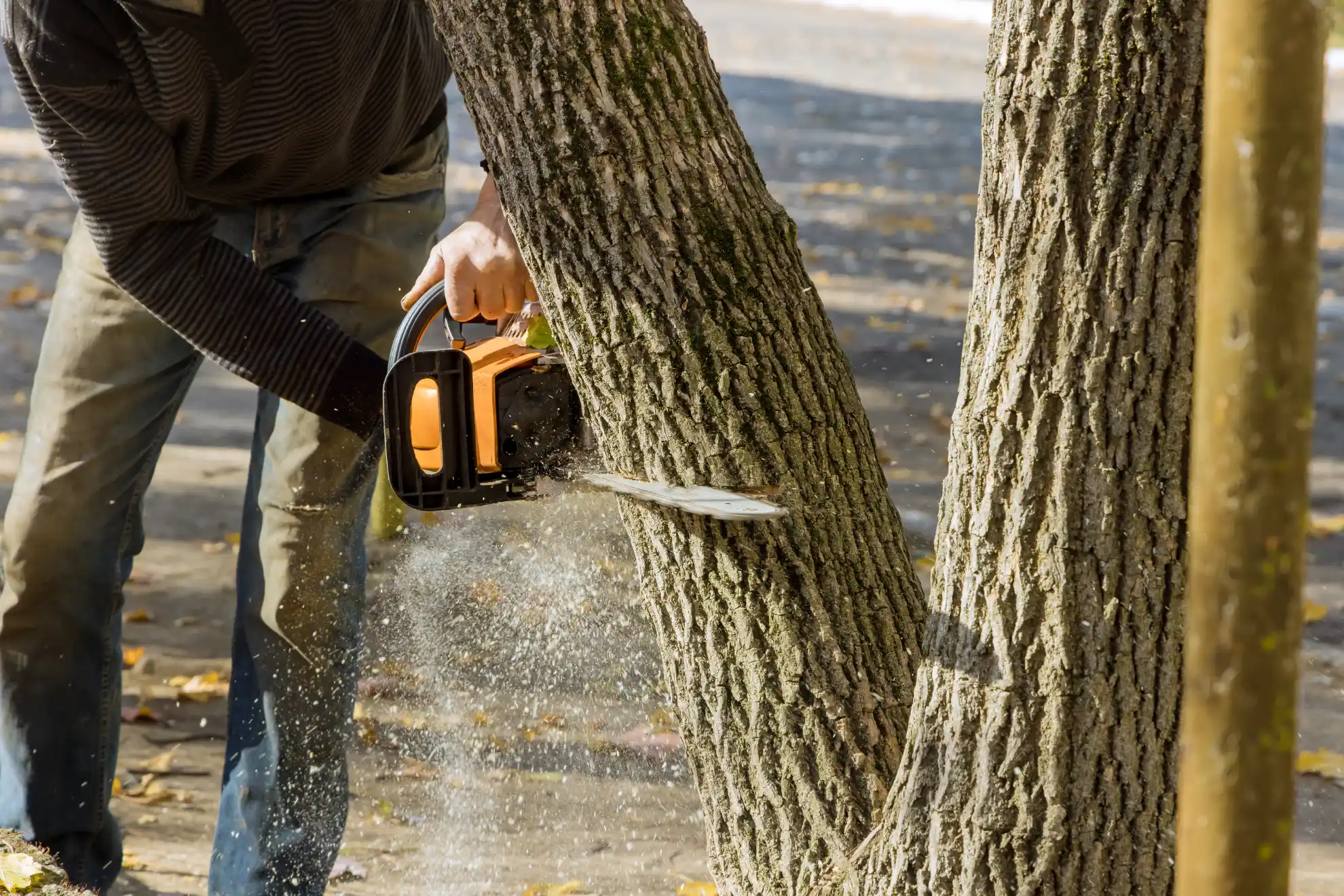Front yard tree services in Armonk, NY