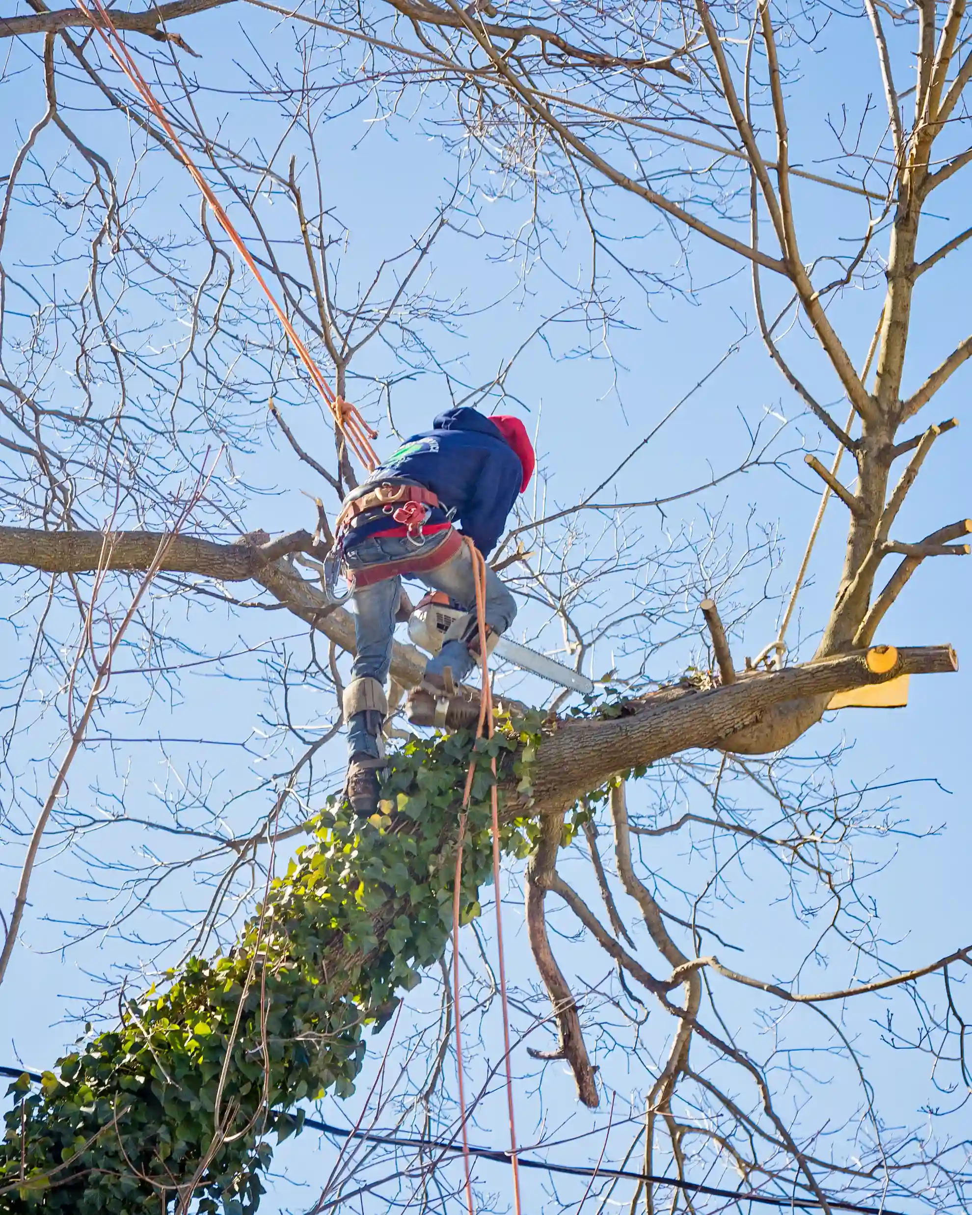 Professional tree service crew in New York