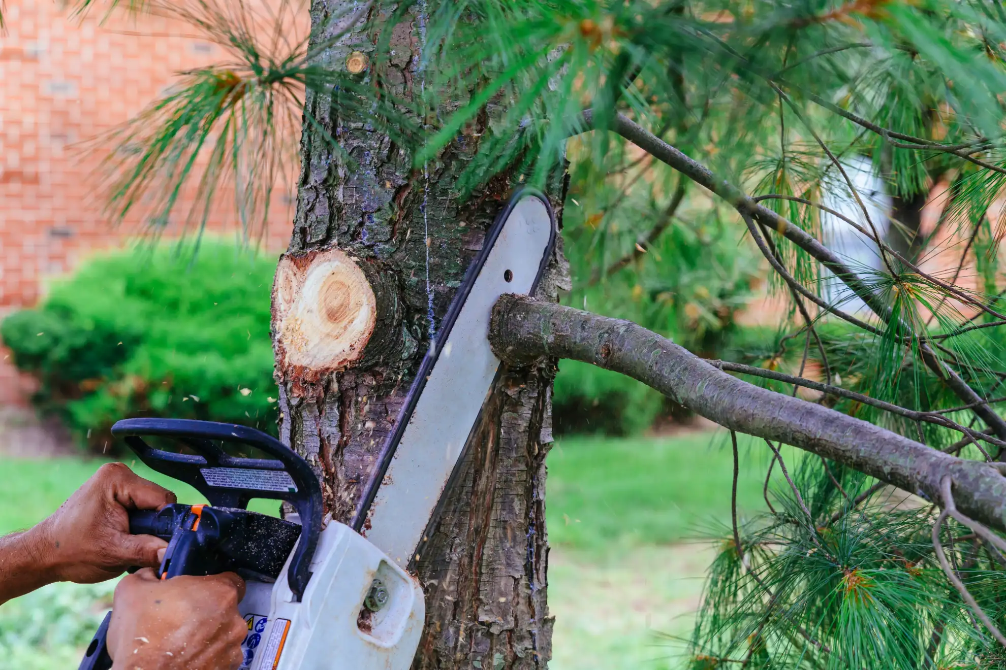 Tree services